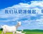 草根英雄蒋卫锁——羊奶行业一颗璀璨的明珠
