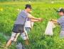 农产品营销新思路：众筹模式好用风险低